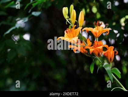 Gartenblume Feuerlilie Lilium bulbiferum die Feuerlilie kommt in der Natur in den Voralpen, in Südtirol, aber auch bis zu den Pyrenäen vor, ganz früher war sie in Deutschland in naturbelassenen Wiesen durchaus häufig zu finden, oft auch in Ihrem zweiten Unterart croceum. Die orangeroten Schalenblüten sind mit Ihrer Signalfarbe sehr auffällig, also ist es nicht verwunderlich, dass diese als Gartenpflanze sehr begehrt ist. Moers Deutschland Nordrhein-Westfalen / NRW *** Gartenblume Feuerlilie Lilium bulbiferum die Feuerlilie kommt in freier Wildbahn in den Voralpen, in Südtirol, vor Stockfoto