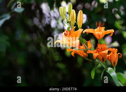 Gartenblume Feuerlilie Lilium bulbiferum die Feuerlilie kommt in der Natur in den Voralpen, in Südtirol, aber auch bis zu den Pyrenäen vor, ganz früher war sie in Deutschland in naturbelassenen Wiesen durchaus häufig zu finden, oft auch in Ihrem zweiten Unterart croceum. Die orangeroten Schalenblüten sind mit Ihrer Signalfarbe sehr auffällig, also ist es nicht verwunderlich, dass diese als Gartenpflanze sehr begehrt ist. Moers Deutschland Nordrhein-Westfalen / NRW *** Gartenblume Feuerlilie Lilium bulbiferum die Feuerlilie kommt in freier Wildbahn in den Voralpen, in Südtirol, vor Stockfoto