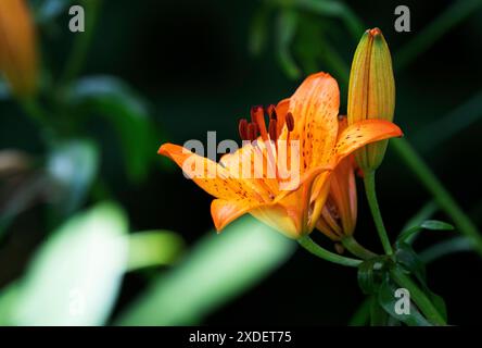 Gartenblume Feuerlilie Lilium bulbiferum die Feuerlilie kommt in der Natur in den Voralpen, in Südtirol, aber auch bis zu den Pyrenäen vor, ganz früher war sie in Deutschland in naturbelassenen Wiesen durchaus häufig zu finden, oft auch in Ihrem zweiten Unterart croceum. Die orangeroten Schalenblüten sind mit Ihrer Signalfarbe sehr auffällig, also ist es nicht verwunderlich, dass diese als Gartenpflanze sehr begehrt ist. Moers Deutschland Nordrhein-Westfalen / NRW *** Gartenblume Feuerlilie Lilium bulbiferum die Feuerlilie kommt in freier Wildbahn in den Voralpen, in Südtirol, vor Stockfoto