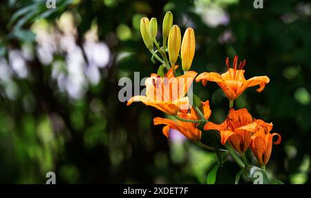 Gartenblume Feuerlilie Lilium bulbiferum die Feuerlilie kommt in der Natur in den Voralpen, in Südtirol, aber auch bis zu den Pyrenäen vor, ganz früher war sie in Deutschland in naturbelassenen Wiesen durchaus häufig zu finden, oft auch in Ihrem zweiten Unterart croceum. Die orangeroten Schalenblüten sind mit Ihrer Signalfarbe sehr auffällig, also ist es nicht verwunderlich, dass diese als Gartenpflanze sehr begehrt ist. Moers Deutschland Nordrhein-Westfalen / NRW *** Gartenblume Feuerlilie Lilium bulbiferum die Feuerlilie kommt in freier Wildbahn in den Voralpen, in Südtirol, vor Stockfoto