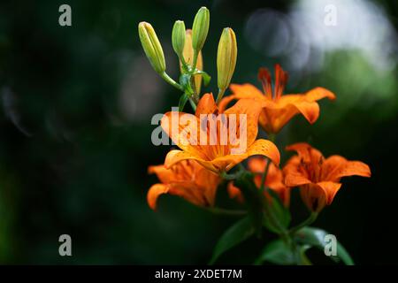 Gartenblume Feuerlilie Lilium bulbiferum die Feuerlilie kommt in der Natur in den Voralpen, in Südtirol, aber auch bis zu den Pyrenäen vor, ganz früher war sie in Deutschland in naturbelassenen Wiesen durchaus häufig zu finden, oft auch in Ihrem zweiten Unterart croceum. Die orangeroten Schalenblüten sind mit Ihrer Signalfarbe sehr auffällig, also ist es nicht verwunderlich, dass diese als Gartenpflanze sehr begehrt ist. Moers Deutschland Nordrhein-Westfalen / NRW *** Gartenblume Feuerlilie Lilium bulbiferum die Feuerlilie kommt in freier Wildbahn in den Voralpen, in Südtirol, vor Stockfoto