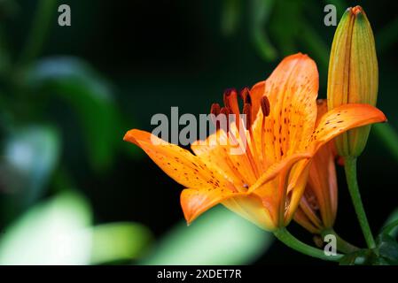 Gartenblume Feuerlilie Lilium bulbiferum die Feuerlilie kommt in der Natur in den Voralpen, in Südtirol, aber auch bis zu den Pyrenäen vor, ganz früher war sie in Deutschland in naturbelassenen Wiesen durchaus häufig zu finden, oft auch in Ihrem zweiten Unterart croceum. Die orangeroten Schalenblüten sind mit Ihrer Signalfarbe sehr auffällig, also ist es nicht verwunderlich, dass diese als Gartenpflanze sehr begehrt ist. Moers Deutschland Nordrhein-Westfalen / NRW *** Gartenblume Feuerlilie Lilium bulbiferum die Feuerlilie kommt in freier Wildbahn in den Voralpen, in Südtirol, vor Stockfoto