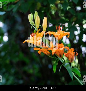 Gartenblume Feuerlilie Lilium bulbiferum die Feuerlilie kommt in der Natur in den Voralpen, in Südtirol, aber auch bis zu den Pyrenäen vor, ganz früher war sie in Deutschland in naturbelassenen Wiesen durchaus häufig zu finden, oft auch in Ihrem zweiten Unterart croceum. Die orangeroten Schalenblüten sind mit Ihrer Signalfarbe sehr auffällig, also ist es nicht verwunderlich, dass diese als Gartenpflanze sehr begehrt ist. Moers Deutschland Nordrhein-Westfalen / NRW *** Gartenblume Feuerlilie Lilium bulbiferum die Feuerlilie kommt in freier Wildbahn in den Voralpen, in Südtirol, vor Stockfoto