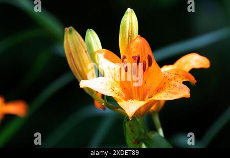 Gartenblume Feuerlilie Lilium bulbiferum die Feuerlilie kommt in der Natur in den Voralpen, in Südtirol, aber auch bis zu den Pyrenäen vor, ganz früher war sie in Deutschland in naturbelassenen Wiesen durchaus häufig zu finden, oft auch in Ihrem zweiten Unterart croceum. Die orangeroten Schalenblüten sind mit Ihrer Signalfarbe sehr auffällig, also ist es nicht verwunderlich, dass diese als Gartenpflanze sehr begehrt ist. Moers Deutschland Nordrhein-Westfalen / NRW *** Gartenblume Feuerlilie Lilium bulbiferum die Feuerlilie kommt in freier Wildbahn in den Voralpen, in Südtirol, vor Stockfoto