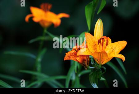 Gartenblume Feuerlilie Lilium bulbiferum die Feuerlilie kommt in der Natur in den Voralpen, in Südtirol, aber auch bis zu den Pyrenäen vor, ganz früher war sie in Deutschland in naturbelassenen Wiesen durchaus häufig zu finden, oft auch in Ihrem zweiten Unterart croceum. Die orangeroten Schalenblüten sind mit Ihrer Signalfarbe sehr auffällig, also ist es nicht verwunderlich, dass diese als Gartenpflanze sehr begehrt ist. Moers Deutschland Nordrhein-Westfalen / NRW *** Gartenblume Feuerlilie Lilium bulbiferum die Feuerlilie kommt in freier Wildbahn in den Voralpen, in Südtirol, vor Stockfoto