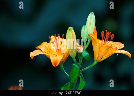 Gartenblume Feuerlilie Lilium bulbiferum die Feuerlilie kommt in der Natur in den Voralpen, in Südtirol, aber auch bis zu den Pyrenäen vor, ganz früher war sie in Deutschland in naturbelassenen Wiesen durchaus häufig zu finden, oft auch in Ihrem zweiten Unterart croceum. Die orangeroten Schalenblüten sind mit Ihrer Signalfarbe sehr auffällig, also ist es nicht verwunderlich, dass diese als Gartenpflanze sehr begehrt ist. Moers Deutschland Nordrhein-Westfalen / NRW *** Gartenblume Feuerlilie Lilium bulbiferum die Feuerlilie kommt in freier Wildbahn in den Voralpen, in Südtirol, vor Stockfoto