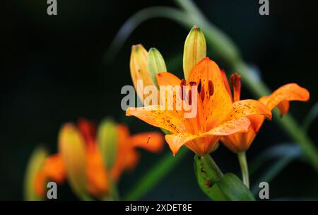 Gartenblume Feuerlilie Lilium bulbiferum die Feuerlilie kommt in der Natur in den Voralpen, in Südtirol, aber auch bis zu den Pyrenäen vor, ganz früher war sie in Deutschland in naturbelassenen Wiesen durchaus häufig zu finden, oft auch in Ihrem zweiten Unterart croceum. Die orangeroten Schalenblüten sind mit Ihrer Signalfarbe sehr auffällig, also ist es nicht verwunderlich, dass diese als Gartenpflanze sehr begehrt ist. Moers Deutschland Nordrhein-Westfalen / NRW *** Gartenblume Feuerlilie Lilium bulbiferum die Feuerlilie kommt in freier Wildbahn in den Voralpen, in Südtirol, vor Stockfoto