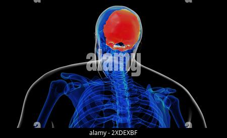 Menschliche Skelettschädel-Okzipitalknochenanatomie zur medizinischen Konzeptdarstellung in 3D Stockfoto