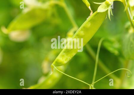 Eine junge Erbsenschote (Pisum sativum) auf einer Pflanze im Garten, Nahaufnahme bei Tageslicht, Ternitz, Niederösterreich, Österreich Stockfoto