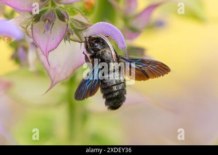 Makroaufnahme einer großen Holzbiene (Xylocopa violacea) mit schillernden Flügeln auf einer Blume des clary (Salvia sclarea), Ternitz, Niederösterreich, Österreich Stockfoto