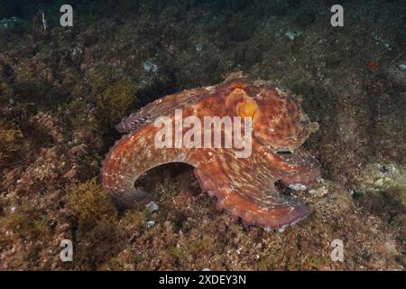 Ein Oktopus (Octopus vulgaris), ein Oktopus, der auf dem Meeresboden ruht. Tauchplatz Meeresschutzgebiet Cap de Creus, Rosas, Costa Brava, Spanien Stockfoto