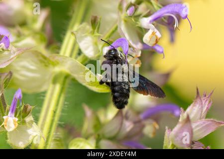 Veilchenbiene (Xylocopa violacea) sammelt Nektar an den Blüten des clarius (Salvia sclarea), Ternitz, Niederösterreich, Österreich Stockfoto