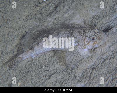 Ein gut getarnter europäischer Bullhead (Cottus Gobio), Bullhead, Dolm, liegt auf dem Sandboden. Tauchplatz großer Parkplatz, Herrliberg, Zürichsee Stockfoto