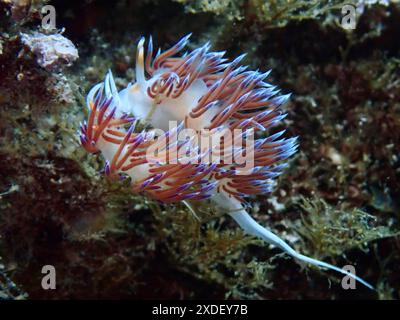 Ein elegantes Paar farbenfroher Nacktschnecken, Cratena peregrina, paart sich inmitten von Meerespflanzen in einer Unterwasserwelt. Tauchplatz Marine Reserve Cap de Stockfoto