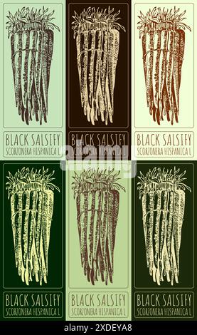 Satz von Vektorzeichnung SCHWARZ VERROTTET in verschiedenen Farben. Handgezeichnete Abbildung. Der lateinische Name ist SCORZONERA HISPANICA L. Stock Vektor