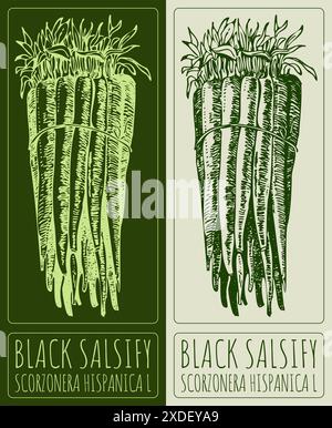 Vektorzeichnung SCHWARZWURZEL. Handgezeichnete Abbildung. Der lateinische Name ist SCORZONERA HISPANICA L. Stock Vektor