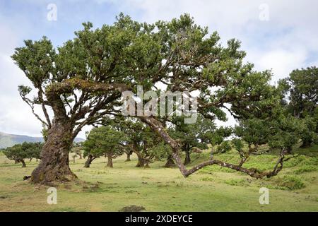 Alte Lorbeerbäume im Fanal-Märchenwald auf dem Plateau von Paul da Serra, Madeira, Portugal Stockfoto