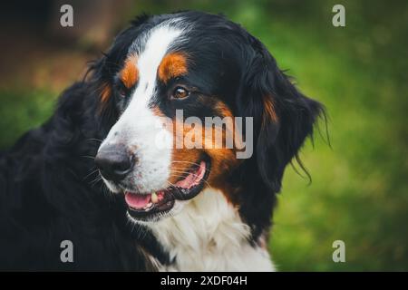 Berner Sennenhund Stockfoto