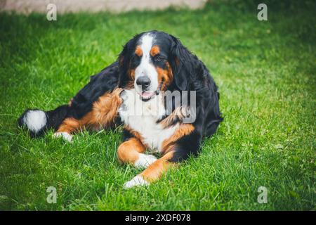 Berner Sennenhund Stockfoto