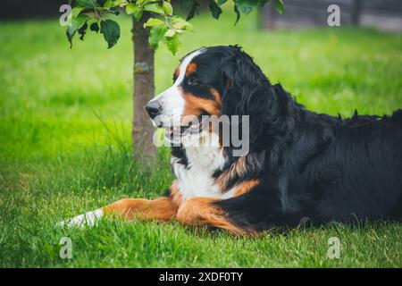 Berner Sennenhund Stockfoto