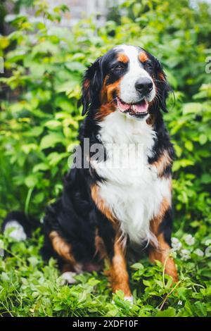 Berner Sennenhund Stockfoto