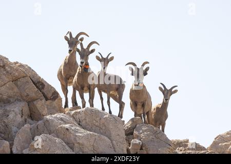 Wüstenhirnschaf, Ovis canadensis nelsoni, in Mojave, Kalifornien Stockfoto