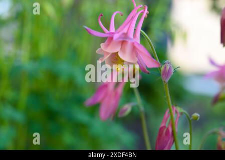 Farbenfrohe Aquilegien-Blumen im Sommergarten. Wunderschöne Blumen des Einzugsgebiets. Ranunkulaceae. Stockfoto