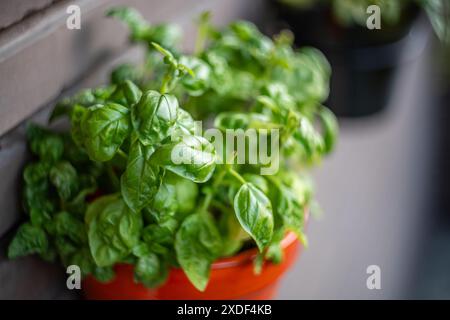 Eine üppig grüne Basilikumpflanze, die in einem leuchtend roten Topf auf einem Balkon wächst. Perfekt für Kulinarik- und Gartenfreunde. Stockfoto