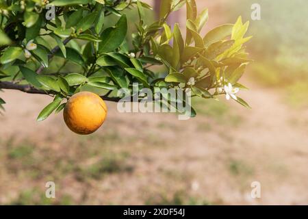 Reife und frische Mandarinenorangen, die auf dem Ast hängen, Orangenplantage. Ein Haufen reifer Orangen hängt an einem Baum. Stockfoto