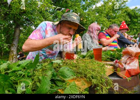 Waytown, Dorset, Großbritannien. Juni 2024. Teilnehmer, die von einer begeisterten Menschenmenge beobachtet werden, nehmen an der jährlichen Weltmeisterschaft der Brennnessel Eating auf der Dorset Nectar Cider Farm in Waytown in Dorset Teil. Ziel des Wettbewerbs ist es, die Blätter von vielen zwei Fuß großen Brennnesselstielen so schnell wie möglich in 30 Minuten zu essen, die von Cidre heruntergespült werden. Sieger Tom Wheeler in Aktion. Bildnachweis: Graham Hunt/Alamy Live News Stockfoto