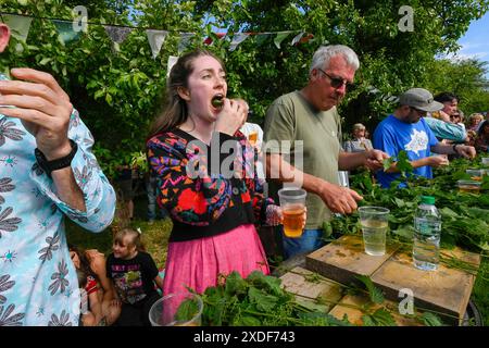 Waytown, Dorset, Großbritannien. Juni 2024. Teilnehmer, die von einer begeisterten Menschenmenge beobachtet werden, nehmen an der jährlichen Weltmeisterschaft der Brennnessel Eating auf der Dorset Nectar Cider Farm in Waytown in Dorset Teil. Ziel des Wettbewerbs ist es, die Blätter von vielen zwei Fuß großen Brennnesselstielen so schnell wie möglich in 30 Minuten zu essen, die von Cidre heruntergespült werden. Bildnachweis: Graham Hunt/Alamy Live News Stockfoto