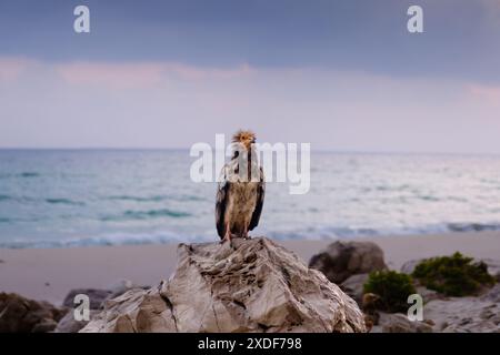 Ägyptischer Geier auf einem Felsen am Ufer von Arher Beach, Socotra, Jemen. Stockfoto