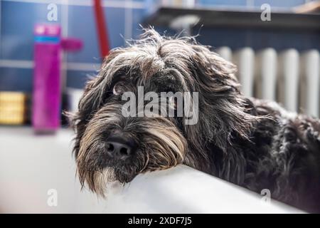 Können diese Augen lügen ein Altdeutscher Hütehund mit Dackelblick. // 09.06.2024: Münsingen, Baden-Württemberg, Deutschland, Europa *** Können diese Augen liegen ein altdeutscher Schäferhund mit Dachshund-Blick 09 06 2024 Münsingen, Baden-Württemberg, Deutschland, Europa Stockfoto