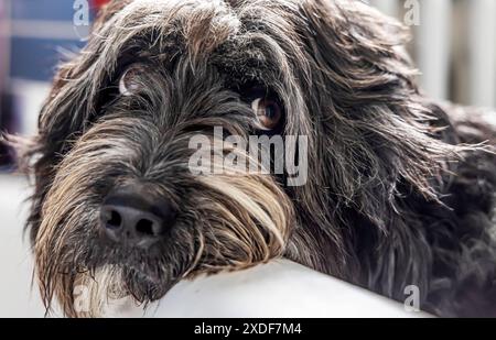 Können diese Augen lügen ein Altdeutscher Hütehund mit Dackelblick. // 09.06.2024: Münsingen, Baden-Württemberg, Deutschland, Europa *** Können diese Augen liegen ein altdeutscher Schäferhund mit Dachshund-Blick 09 06 2024 Münsingen, Baden-Württemberg, Deutschland, Europa Stockfoto