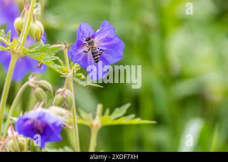 Wiesen-Storchenschnabel Geranium pratense. Eninger Weide auf der Schwäbischen Alb. // 09.06.2024: Eningen unter Achalm, Baden-Württemberg, Deutschland, Europa *** Wiesenkranesbill Geranium pratense Eninger Weide auf der Schwäbischen Alb 09 06 2024 Eningen unter Achalm, Baden Württemberg, Deutschland, Europa Stockfoto