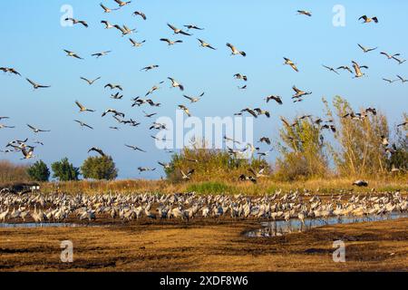 Gemeinsamer Kran (Grus grus) große Sammlung von Kranen im Hula-Tal, Israel. Stockfoto