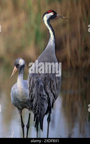 Kraniche (Grus Grus) Stockfoto