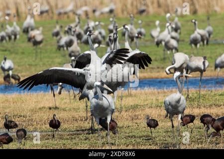 Grus grus (Common Crane) Balztanz Stockfoto