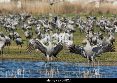 Kraniche (Grus Grus) Stockfoto