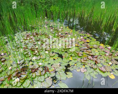 Seerosen im Teich von oben aufgenommen, Luftaufnahme 22.06.2024 Niedersachsen, Rotenburg Wümme - Teich mit Seerosen und Gräsern, Froschteich, Luftaufnahme, von oben, Natur, Wasser Rotenburg Wümme Niedersachsen Deutschland *** Seerosen im Teich von oben, Luftaufnahme 22 06 2024 Niedersachsen, Rotenburg Wümme Teich mit Seerosen und Gräsern, Froschteich, Luftaufnahme, von oben, Natur, Wasser Rotenburg Wümme Niedersachsen Deutschland Stockfoto