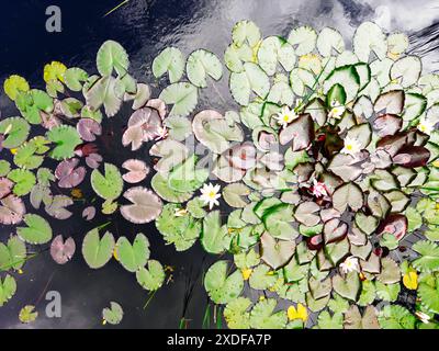 Seerosen im Teich von oben aufgenommen, Luftaufnahme 22.06.2024 Niedersachsen, Rotenburg Wümme - Teich mit Seerosen, Froschteich, Luftaufnahme, von oben, Natur, Wasser Rotenburg Wümme Niedersachsen Deutschland *** Seerosen im Teich von oben, Luftaufnahme 22 06 2024 Niedersachsen, Rotenburg Wümme Teich mit Seerosen, Froschteich, Luftaufnahme, von oben, Natur, Wasser Rotenburg Wümme Niedersachsen Deutschland Stockfoto