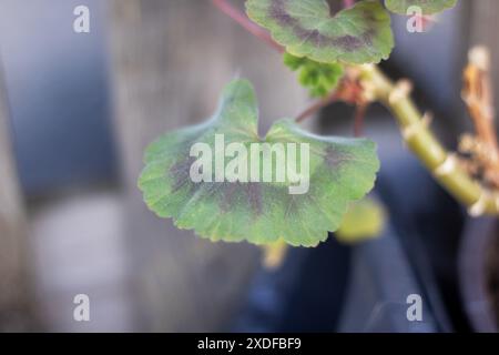 Auf dem Bild ist eine Pflanze mit vielen saftig grünen Blättern detailreich dargestellt Stockfoto