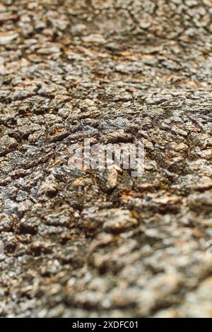 Detail der Baumrinde Nahaufnahme des Texturhintergrunds Stockfoto