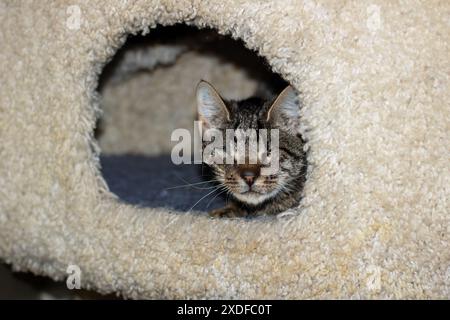 Ein Felidae, fleischfressendes Landtier, die Katze mit Whiskern, schläft in einem hölzernen Katzenhaus mit Fenster und zeigt sein kleines bis mittelgroßes Stockfoto