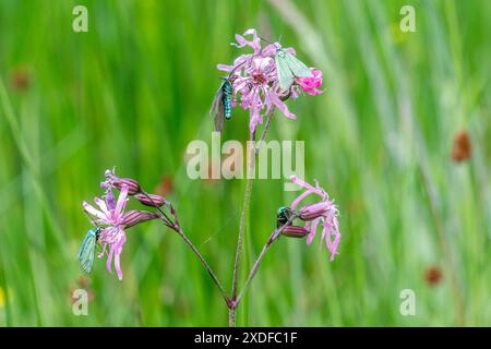 Waldmotten (Adscita statices) auf zerlumpten robin (Lychnis flos-cuculi) Wildblumen auf einer Wiese im Juni, Hampshire, England, Vereinigtes Königreich Stockfoto