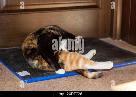 Eine Calico-Katze, die auf einer blauen Matte vor einer Holztür steht und ihre Schnauze, ihren Schwanz und ihre Schnurrhaare zeigt Stockfoto