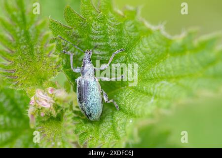 Brennnesselkäfer (Phyllobius pomaceus), kleiner Grünkäfer auf einer Brennnessel, UK Stockfoto