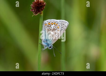 Männlicher gemeiner blauer Schmetterling (Polyommatus icarus), der im Juni in Hampshire, England, Großbritannien, auf dem Stiel saß Stockfoto