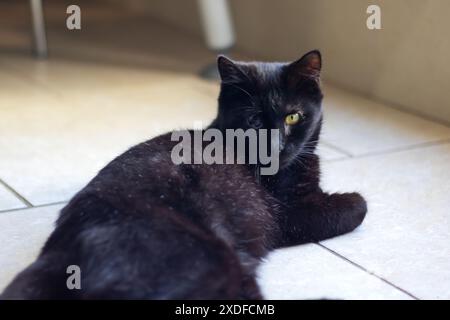 Eine schwarze Katze mit auffälligen gelben Augen liegt auf dem kühlen Fliesenboden und verkörpert die Essenz einer kleinen bis mittelgroßen fleischfressenden Katze Stockfoto