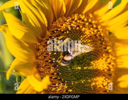 Eine leuchtend gelbe Sonnenblume mit einer gestreiften Hummel, bedeckt mit Pollen, die sie fressen. Teil eines Bauernhofes auf dem Lande, Stewardship Pflanzung. Suffolk, Großbritannien Stockfoto